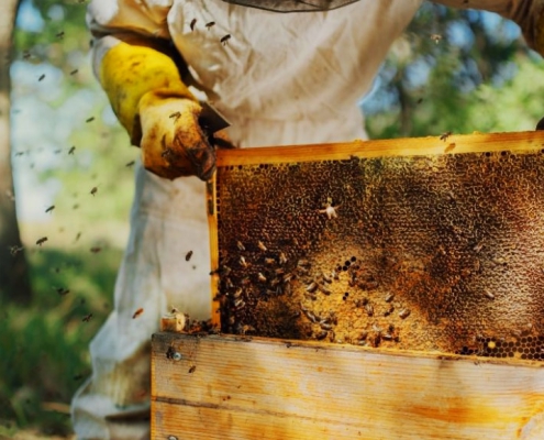 ثبت شرکت زنبورداری