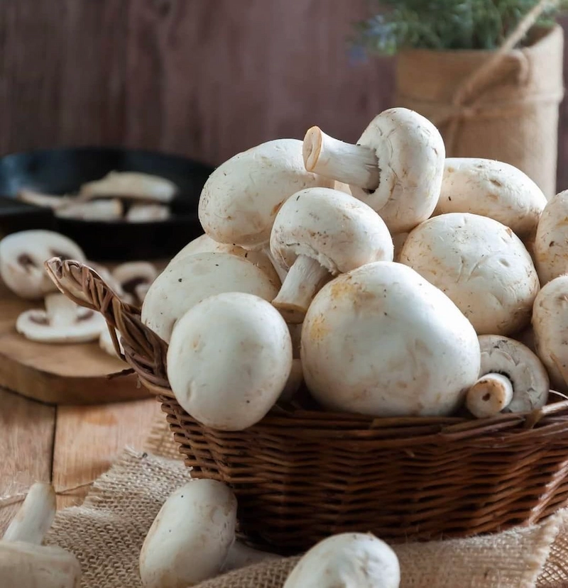 آیا برای پرورش قارچ ثبت شرکت الزامی است؟
